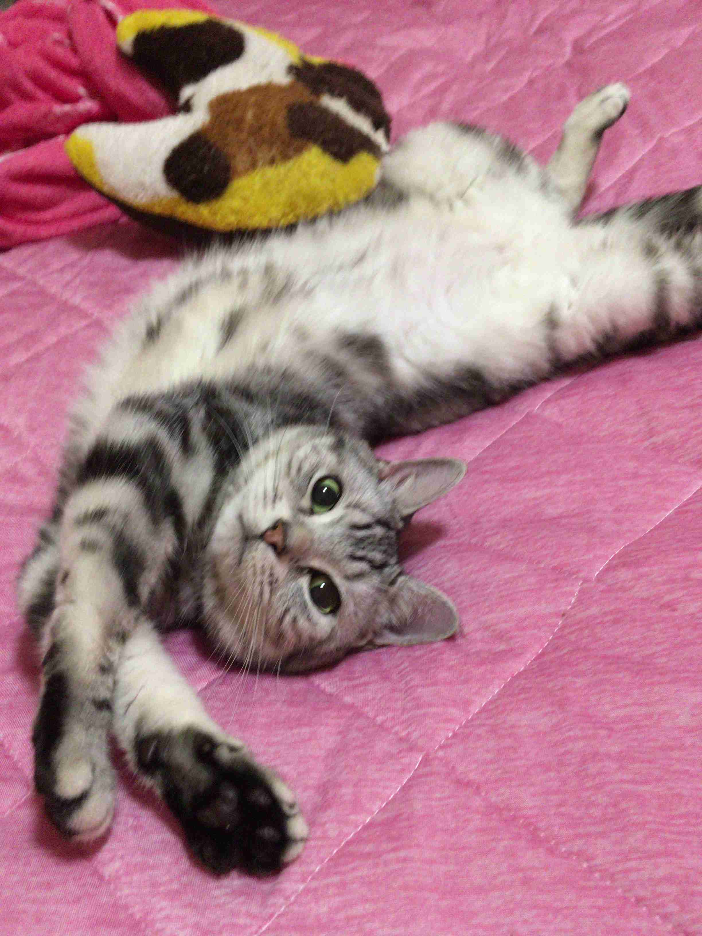 (身バレしない程度に)お宅の猫ちゃん見せてください!