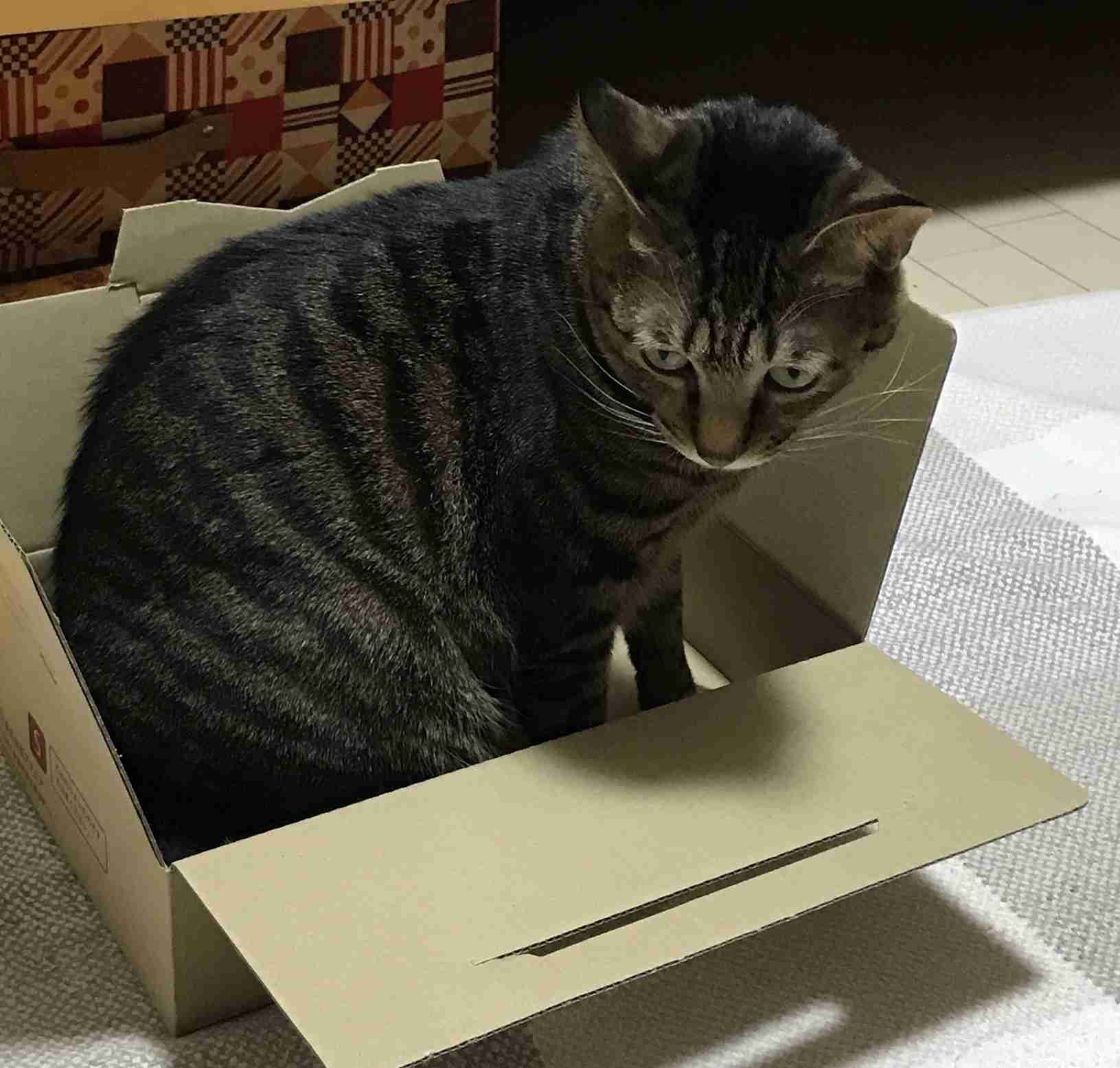 (身バレしない程度に)お宅の猫ちゃん見せてください!