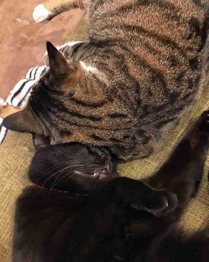 (身バレしない程度に)お宅の猫ちゃん見せてください!