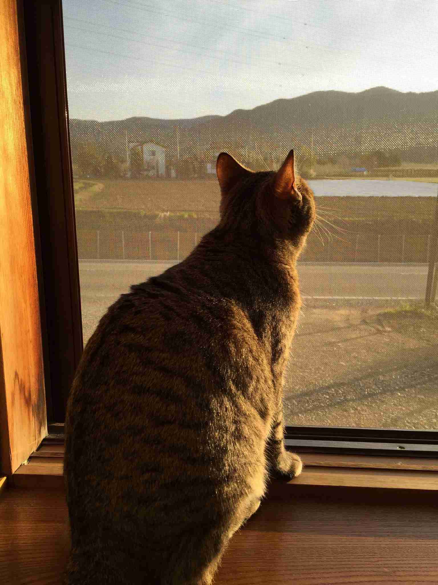 (身バレしない程度に)お宅の猫ちゃん見せてください!