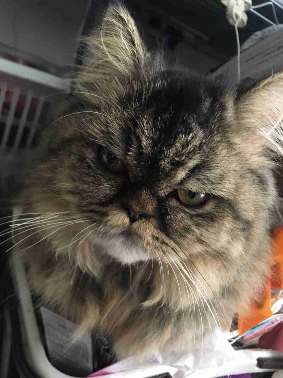 (身バレしない程度に)お宅の猫ちゃん見せてください!