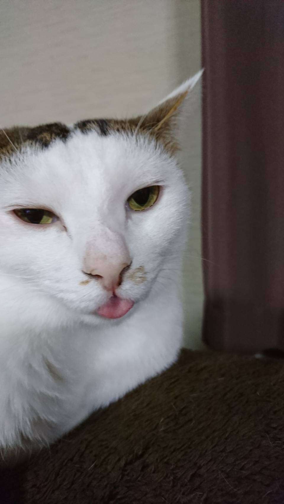 (身バレしない程度に)お宅の猫ちゃん見せてください!