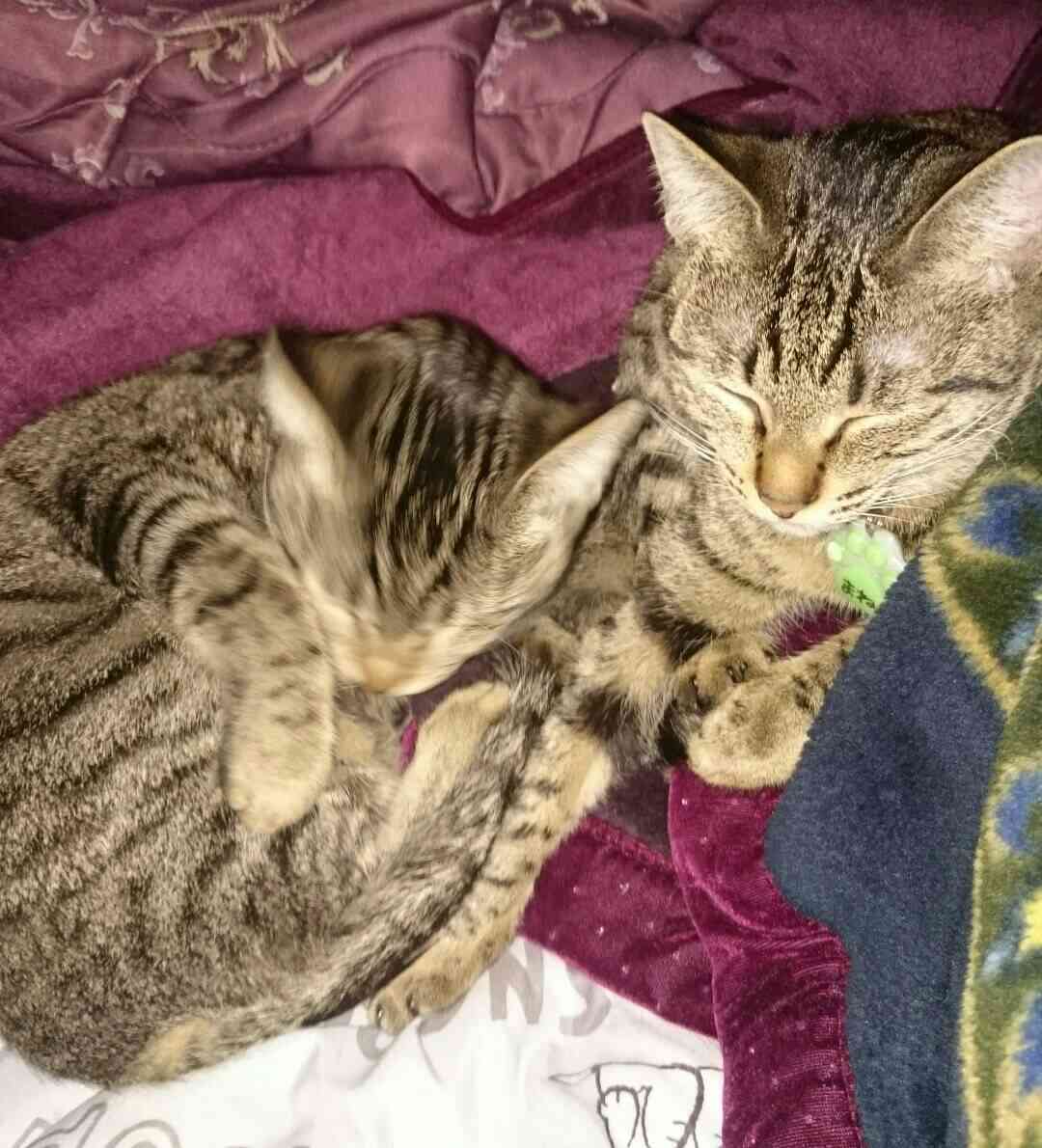 (身バレしない程度に)お宅の猫ちゃん見せてください!