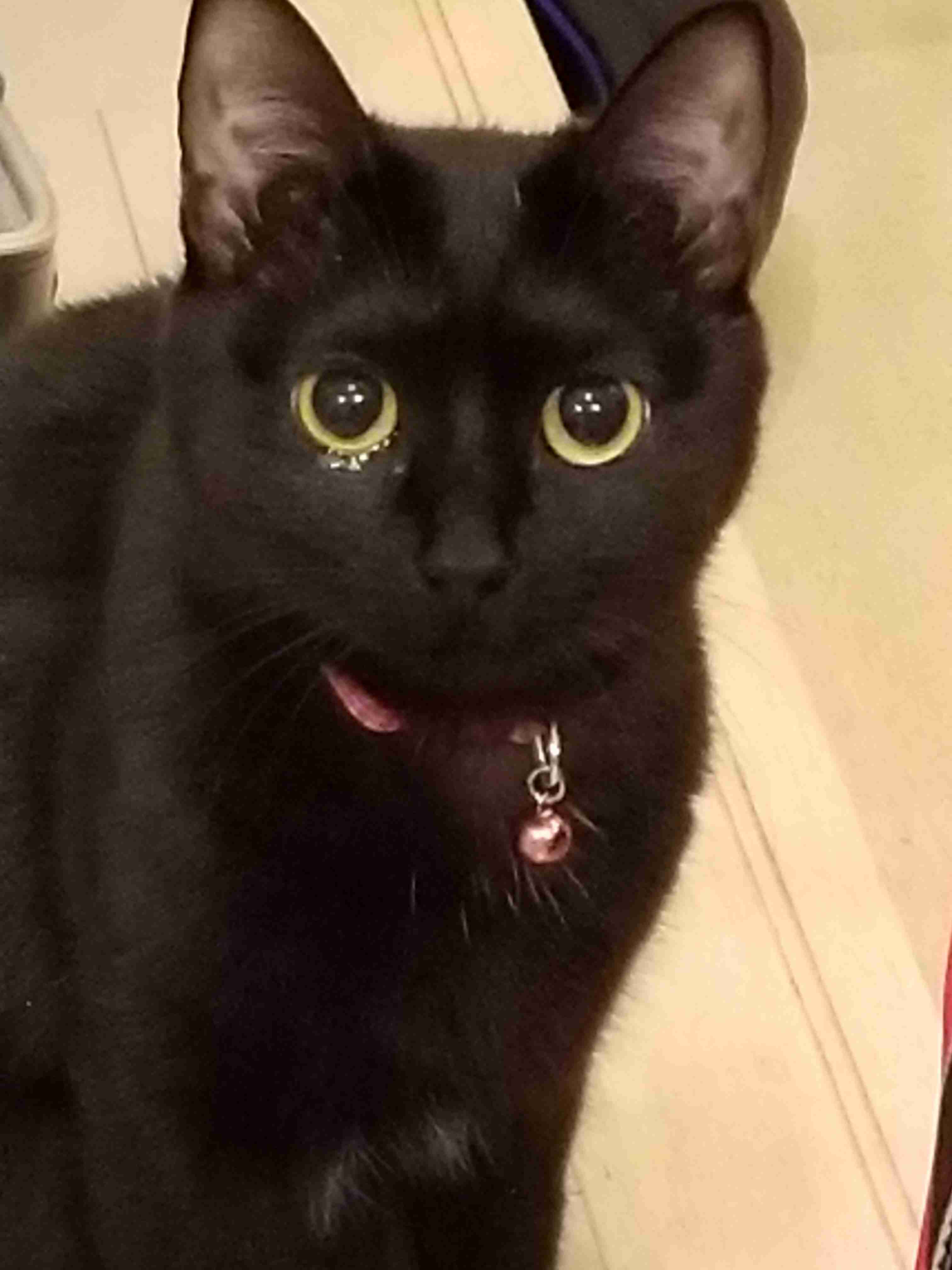 (身バレしない程度に)お宅の猫ちゃん見せてください!