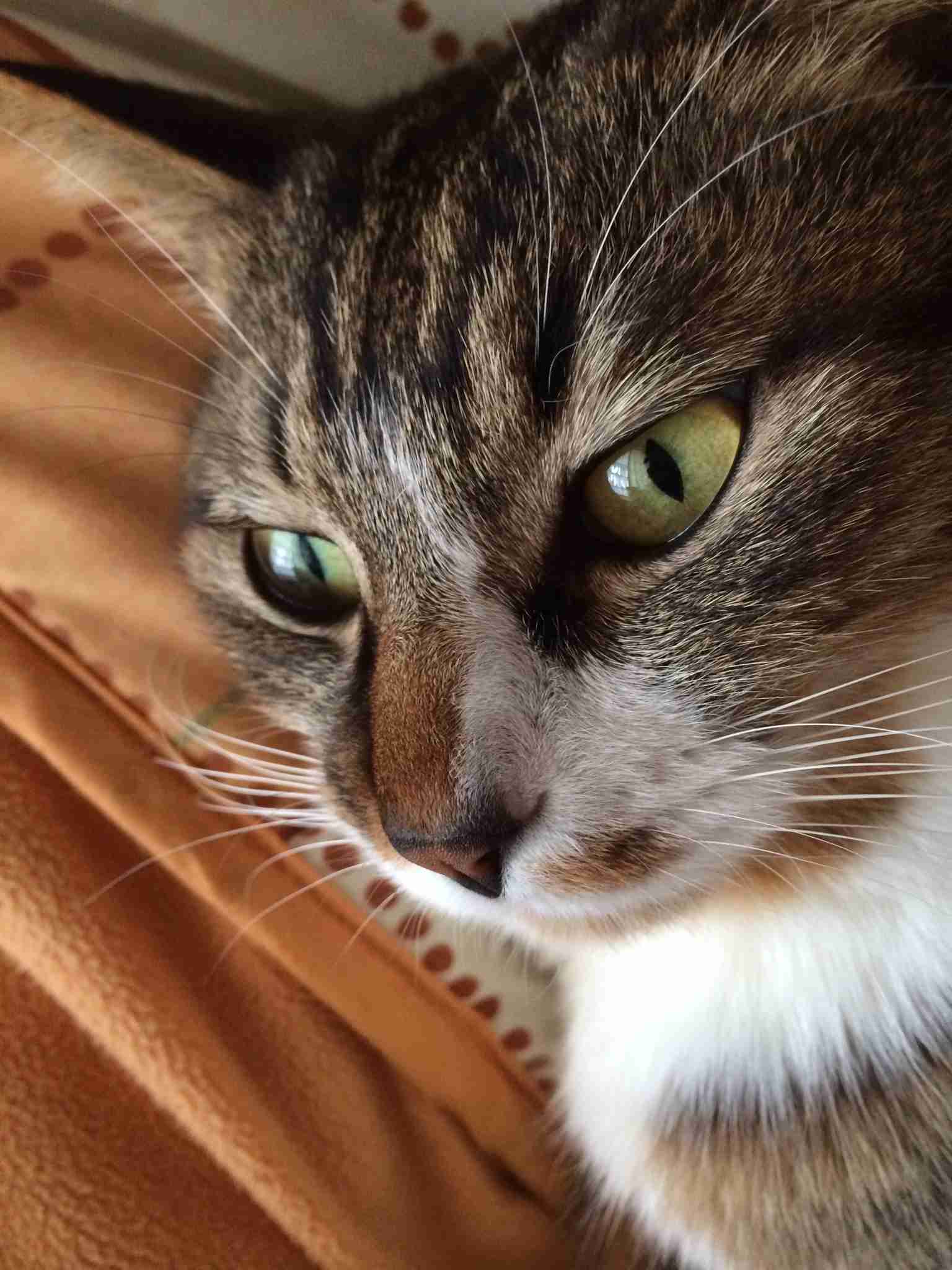 (身バレしない程度に)お宅の猫ちゃん見せてください!