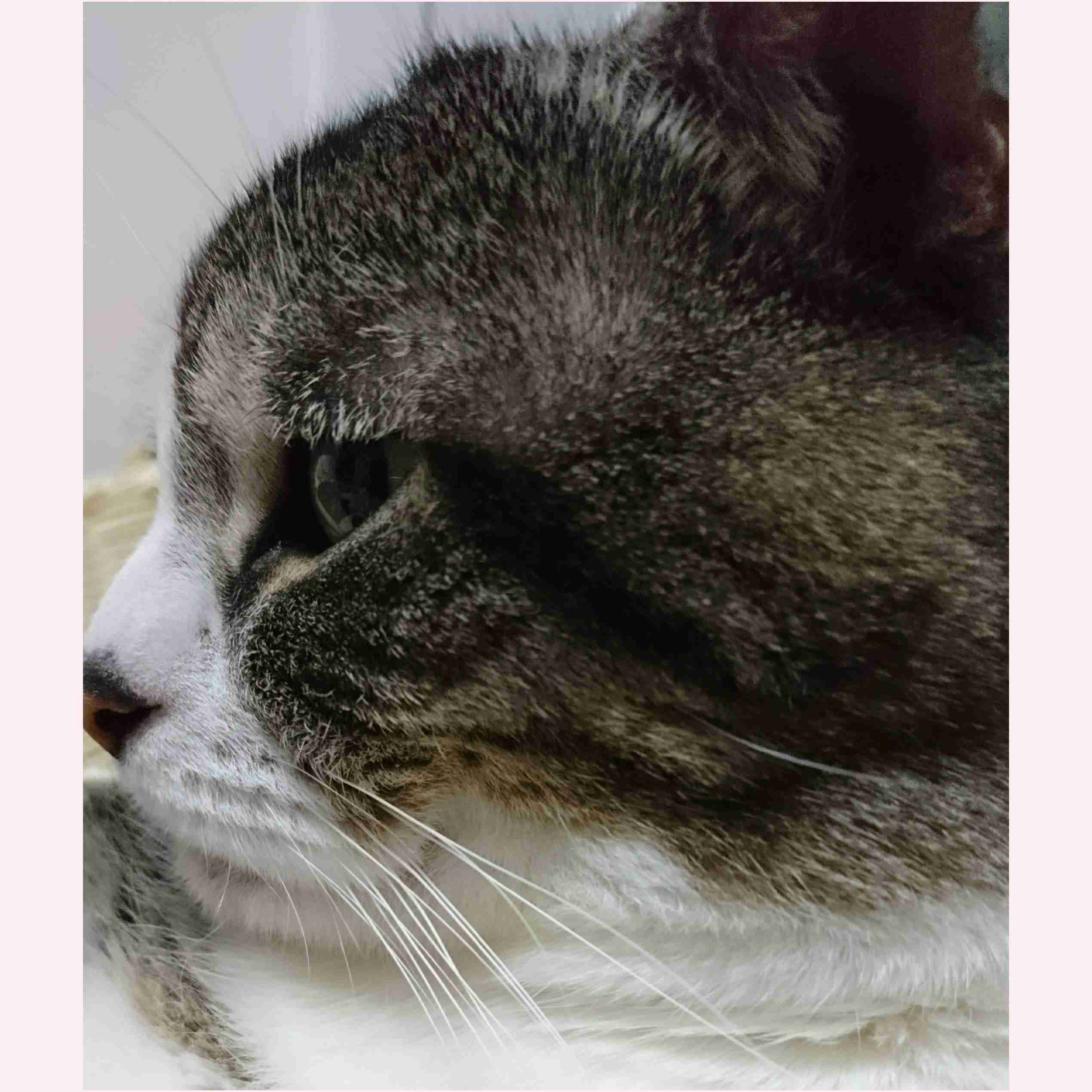 (身バレしない程度に)お宅の猫ちゃん見せてください!