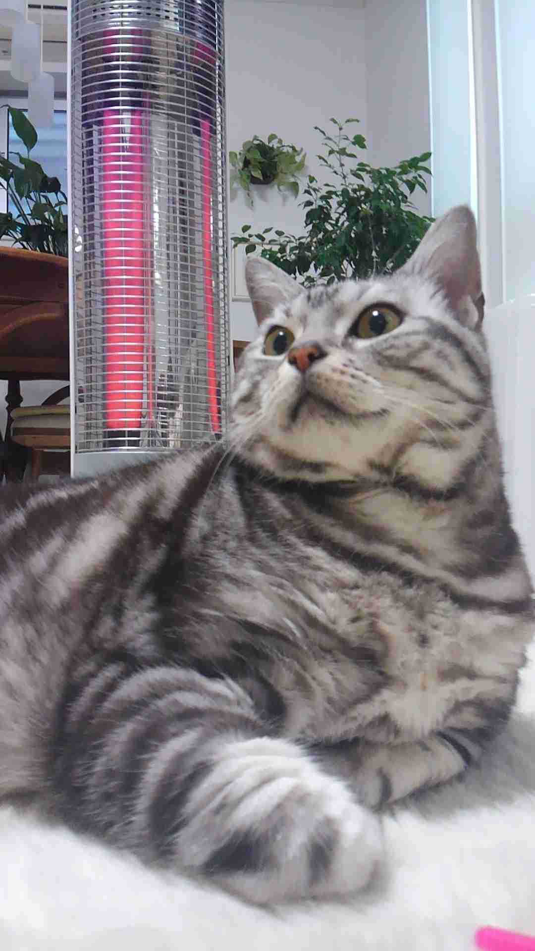 (身バレしない程度に)お宅の猫ちゃん見せてください!
