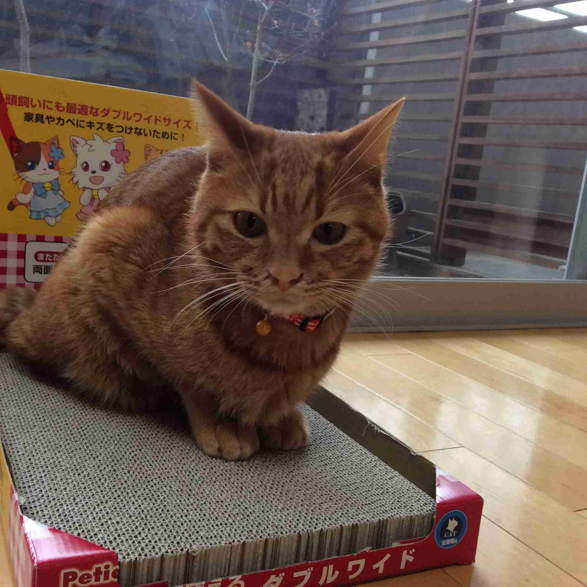 (身バレしない程度に)お宅の猫ちゃん見せてください!