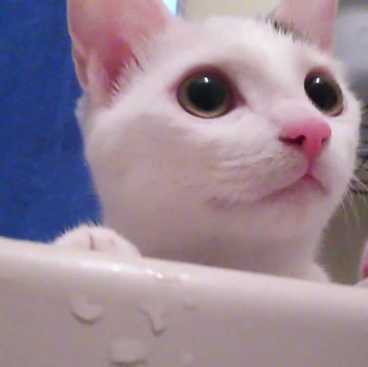 (身バレしない程度に)お宅の猫ちゃん見せてください!
