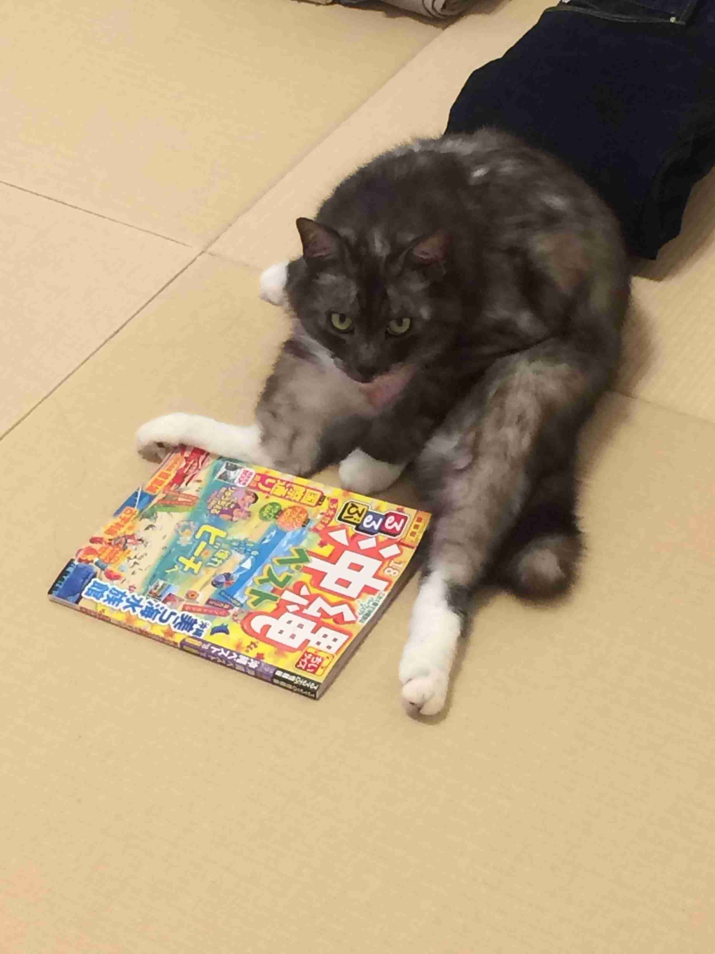 (身バレしない程度に)お宅の猫ちゃん見せてください!