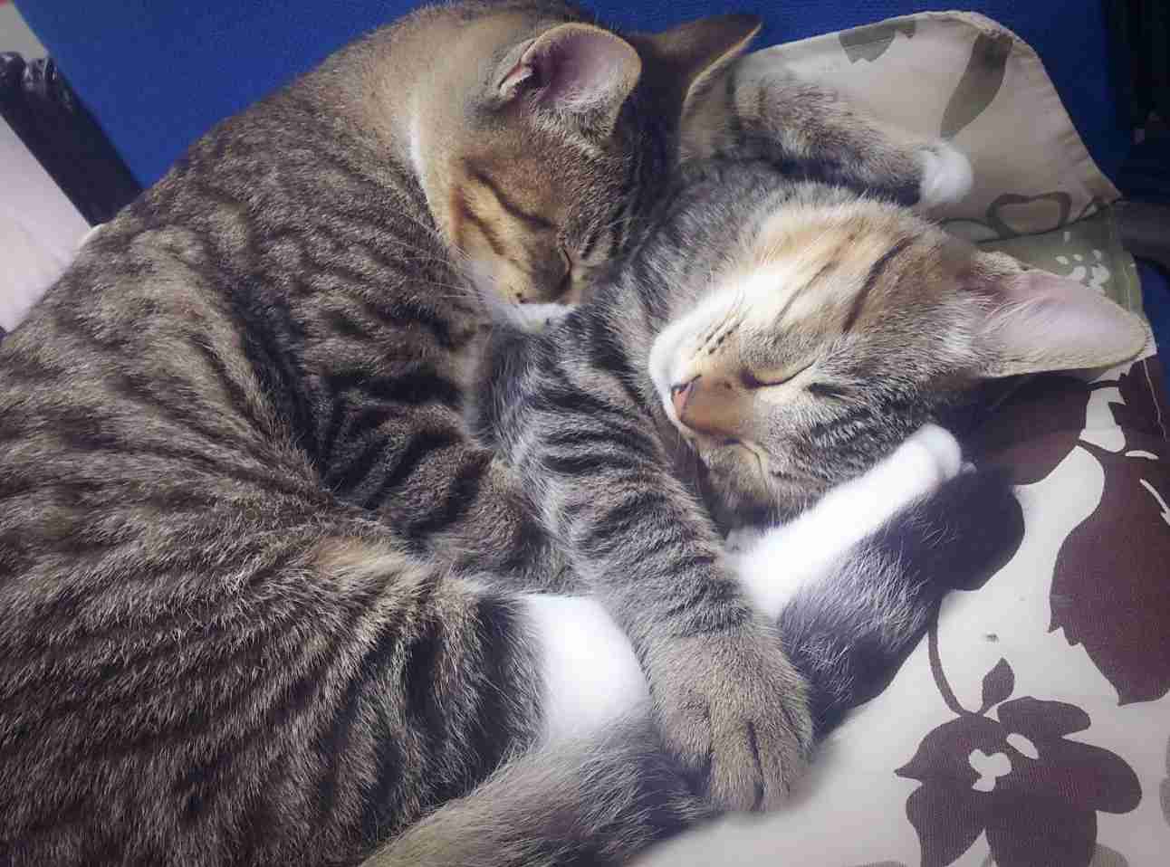 (身バレしない程度に)お宅の猫ちゃん見せてください!