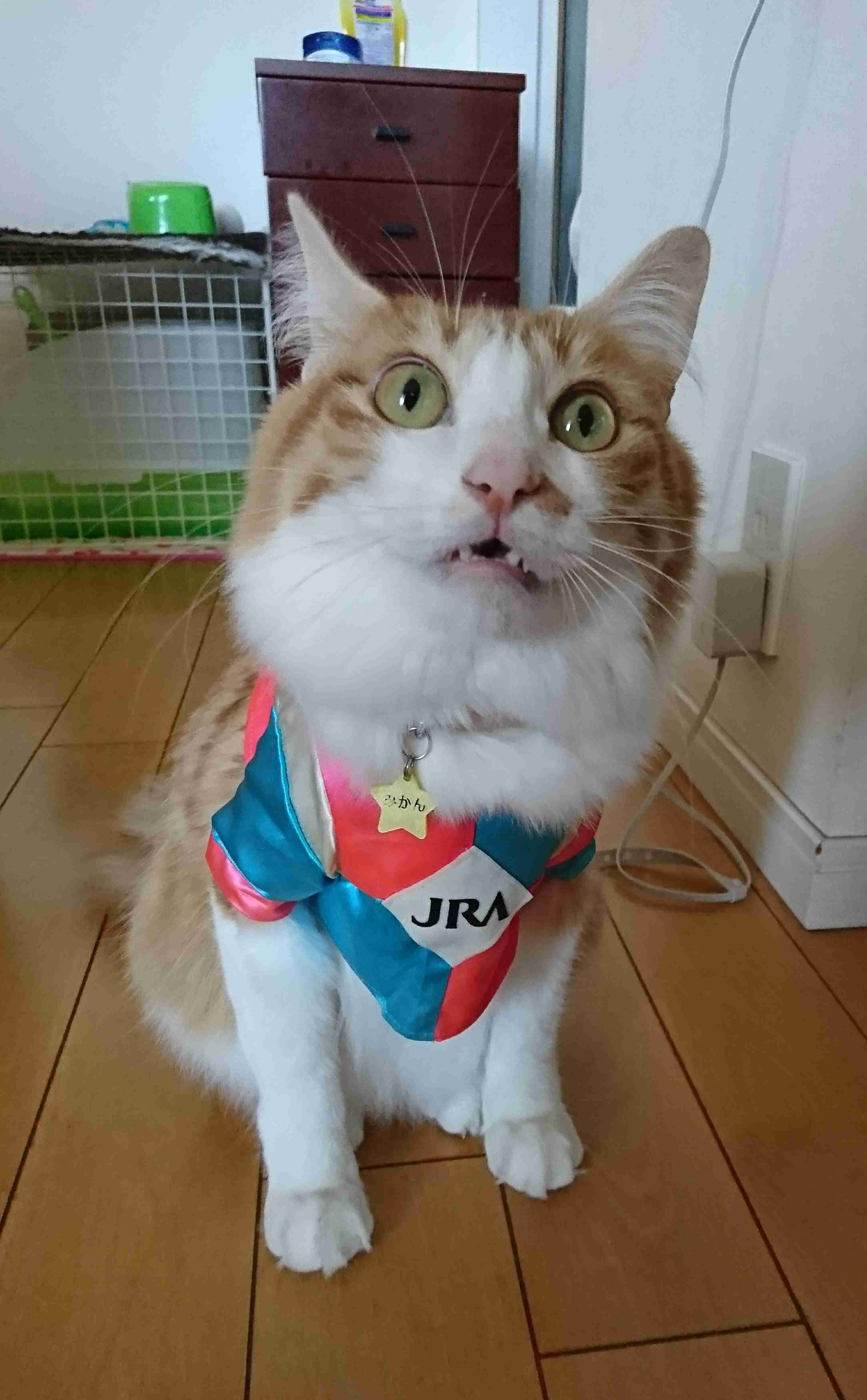 (身バレしない程度に)お宅の猫ちゃん見せてください!