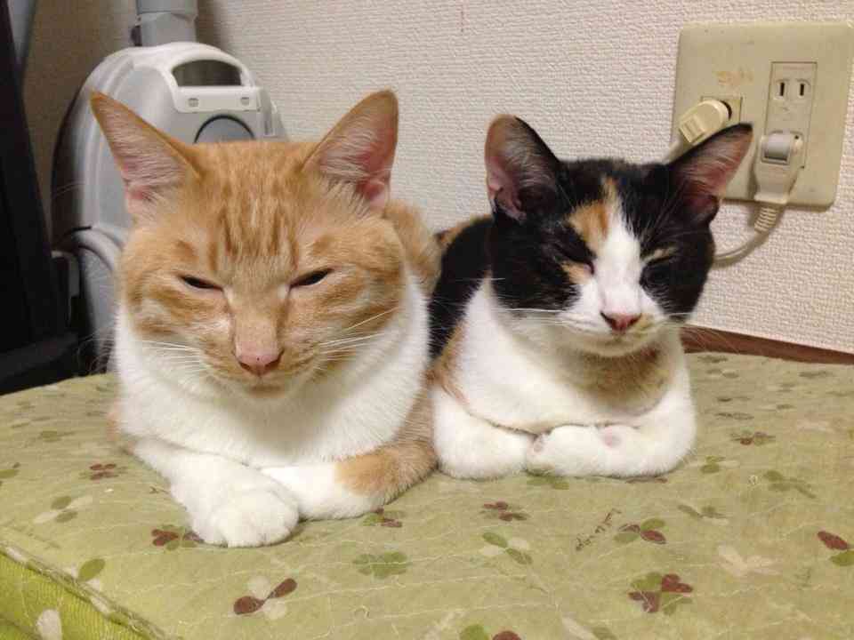 (身バレしない程度に)お宅の猫ちゃん見せてください!