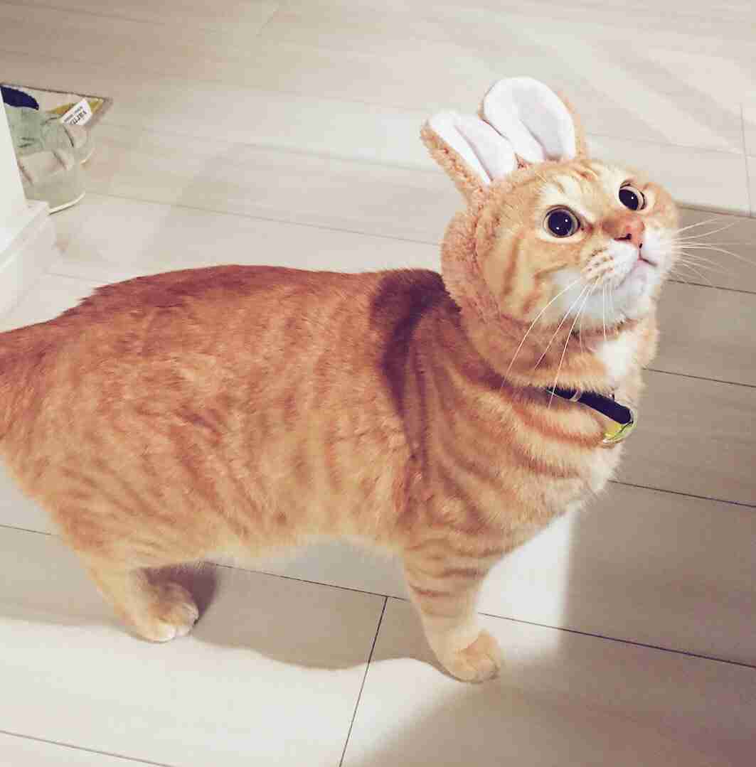 (身バレしない程度に)お宅の猫ちゃん見せてください!
