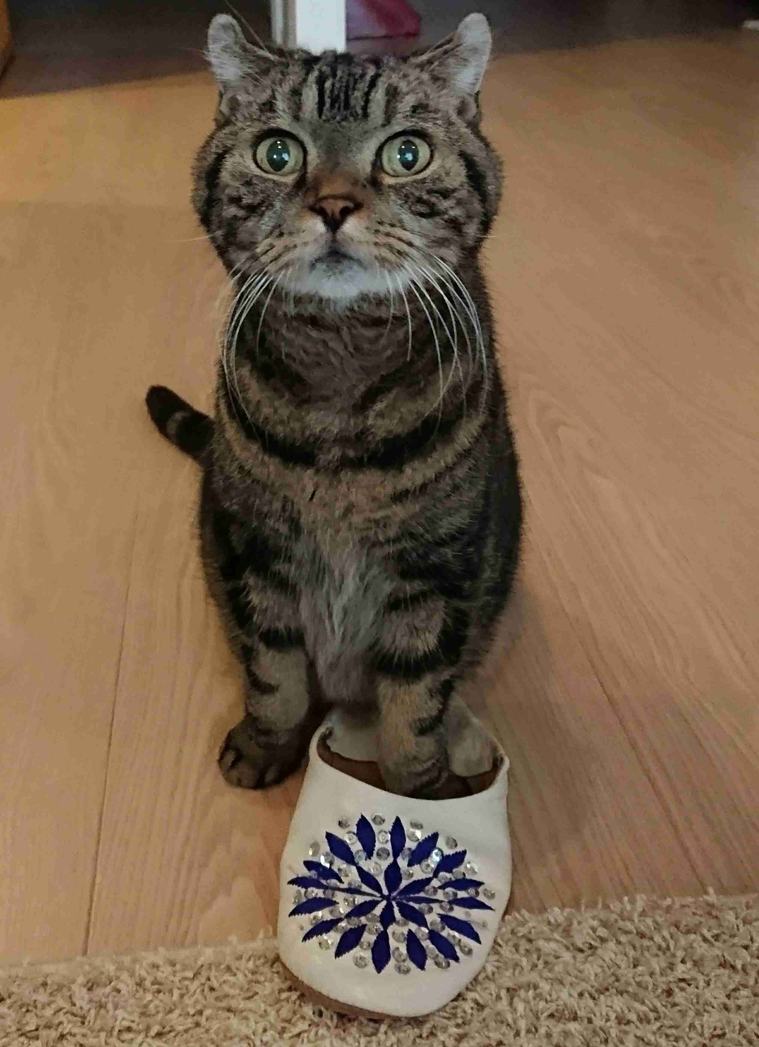 (身バレしない程度に)お宅の猫ちゃん見せてください!