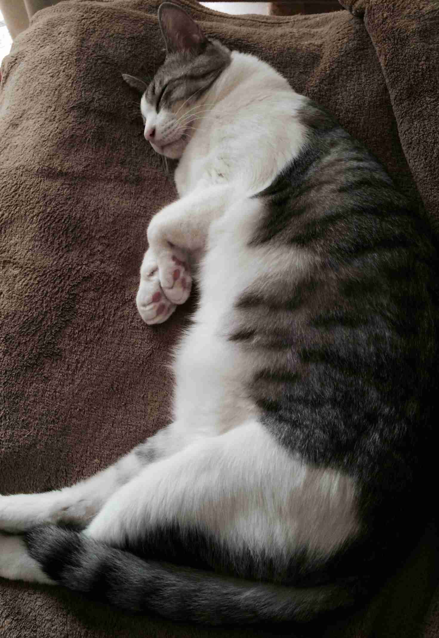 (身バレしない程度に)お宅の猫ちゃん見せてください!