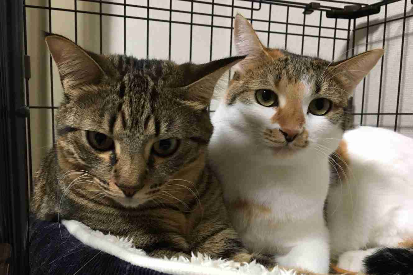(身バレしない程度に)お宅の猫ちゃん見せてください!