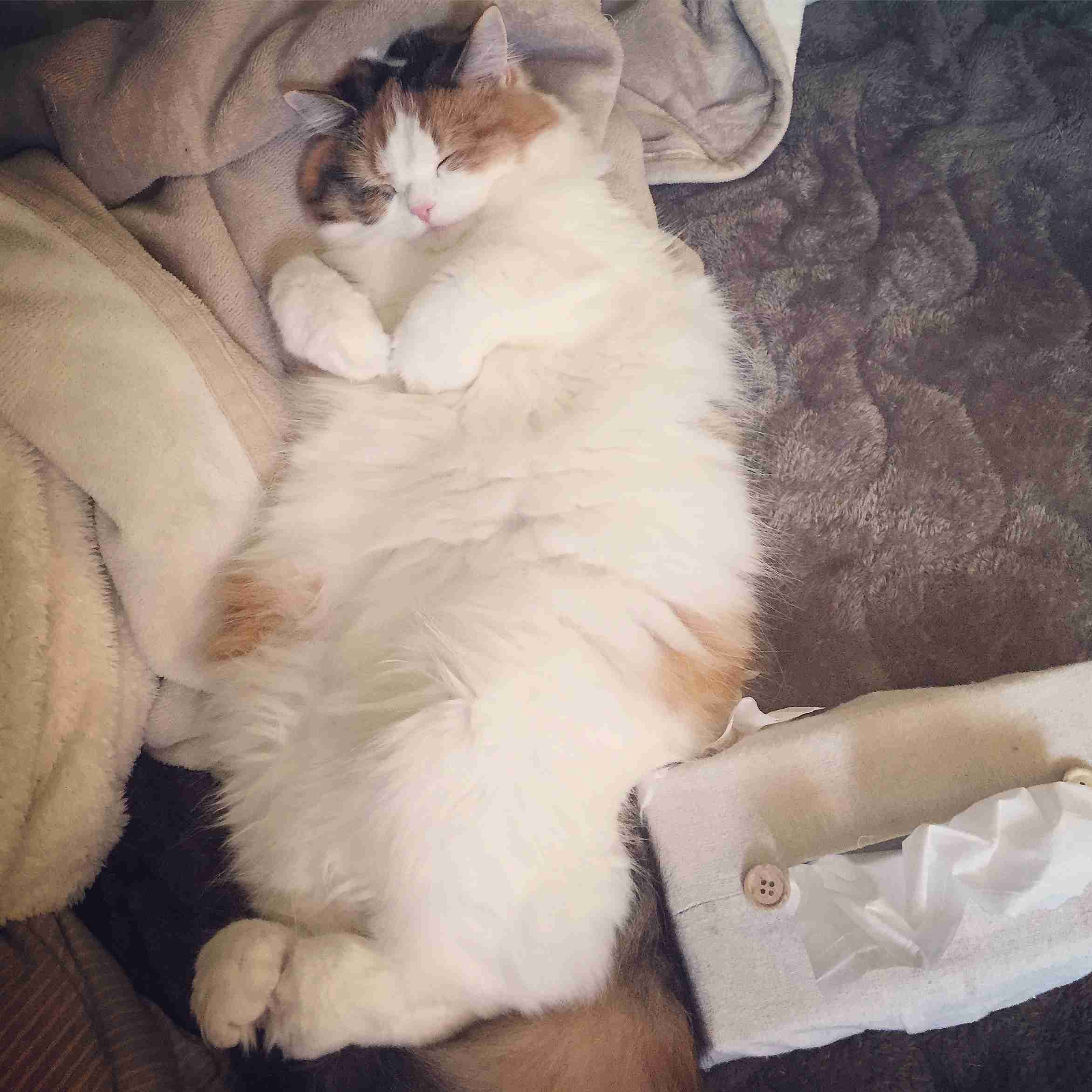 (身バレしない程度に)お宅の猫ちゃん見せてください!