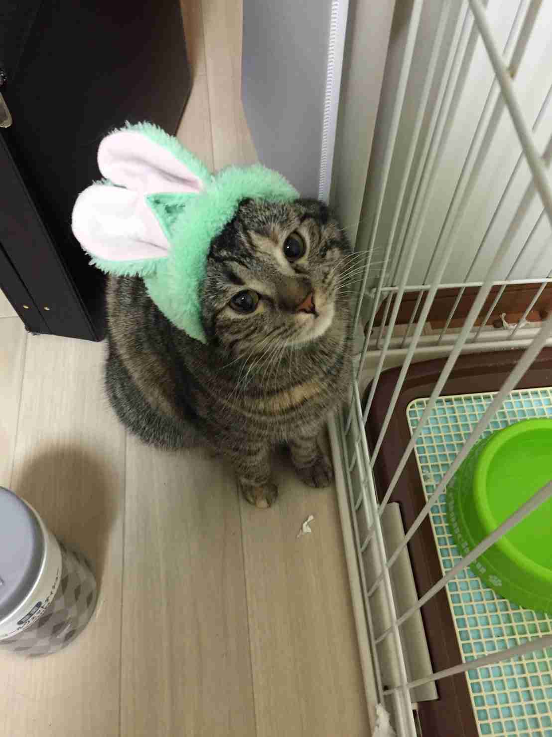 (身バレしない程度に)お宅の猫ちゃん見せてください!