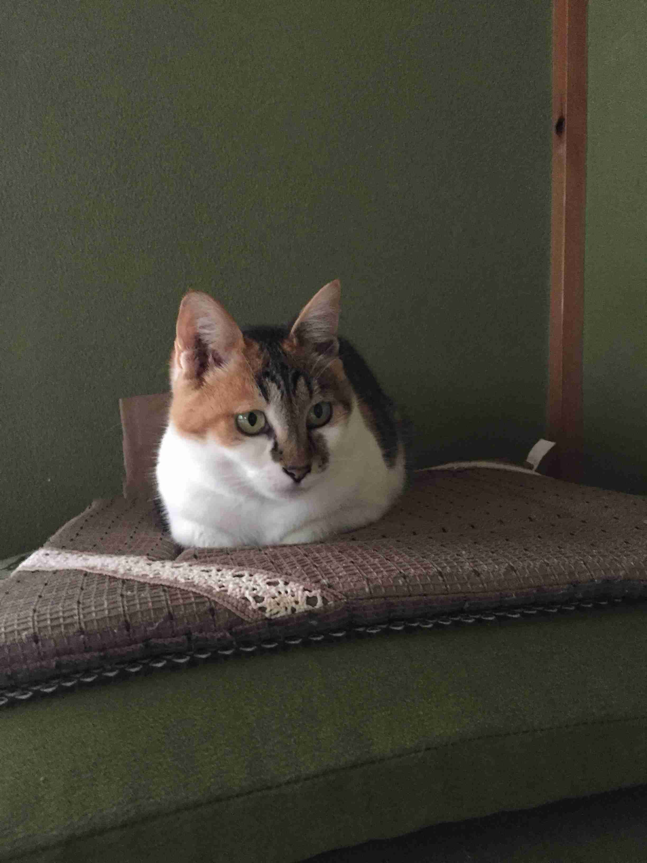 (身バレしない程度に)お宅の猫ちゃん見せてください!