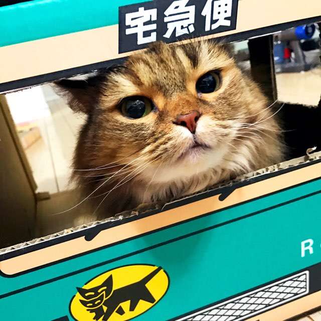 (身バレしない程度に)お宅の猫ちゃん見せてください!