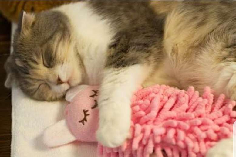 【画像】いろんな毛色の猫が見たい