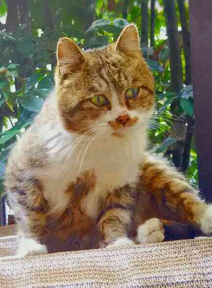 【画像】いろんな毛色の猫が見たい