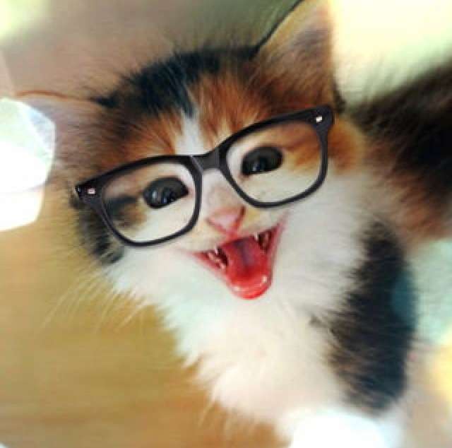 【画像】いろんな毛色の猫が見たい