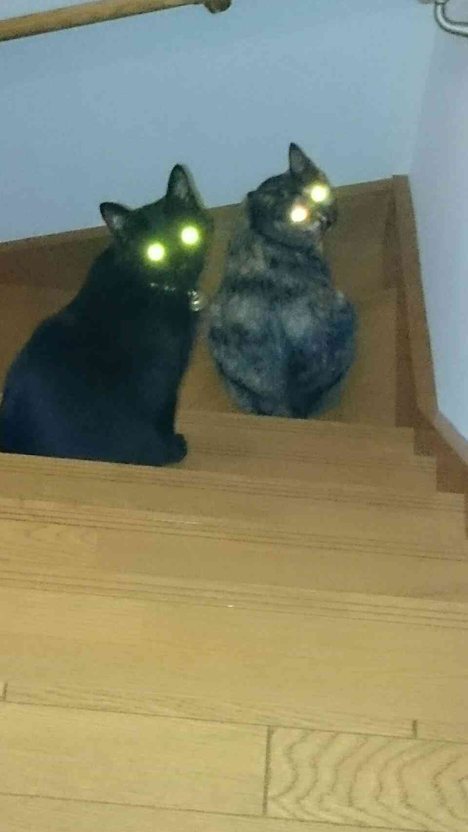 【画像】いろんな毛色の猫が見たい