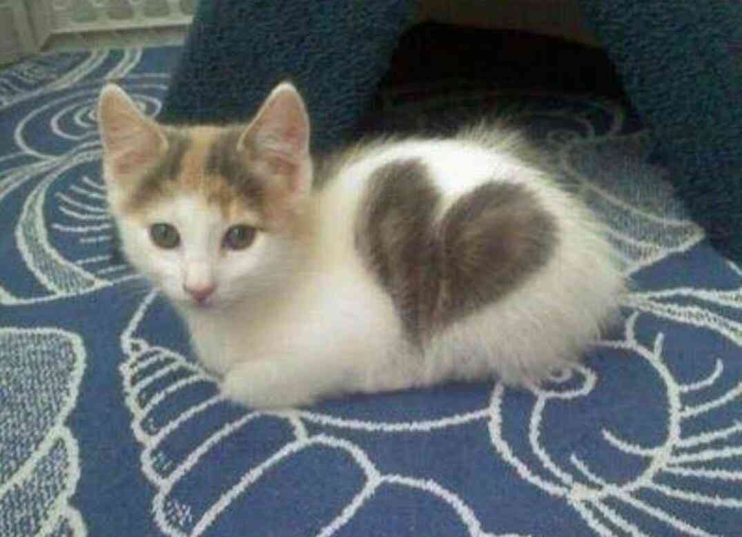【画像】いろんな毛色の猫が見たい