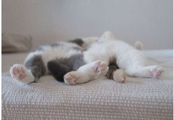 【画像】いろんな毛色の猫が見たい