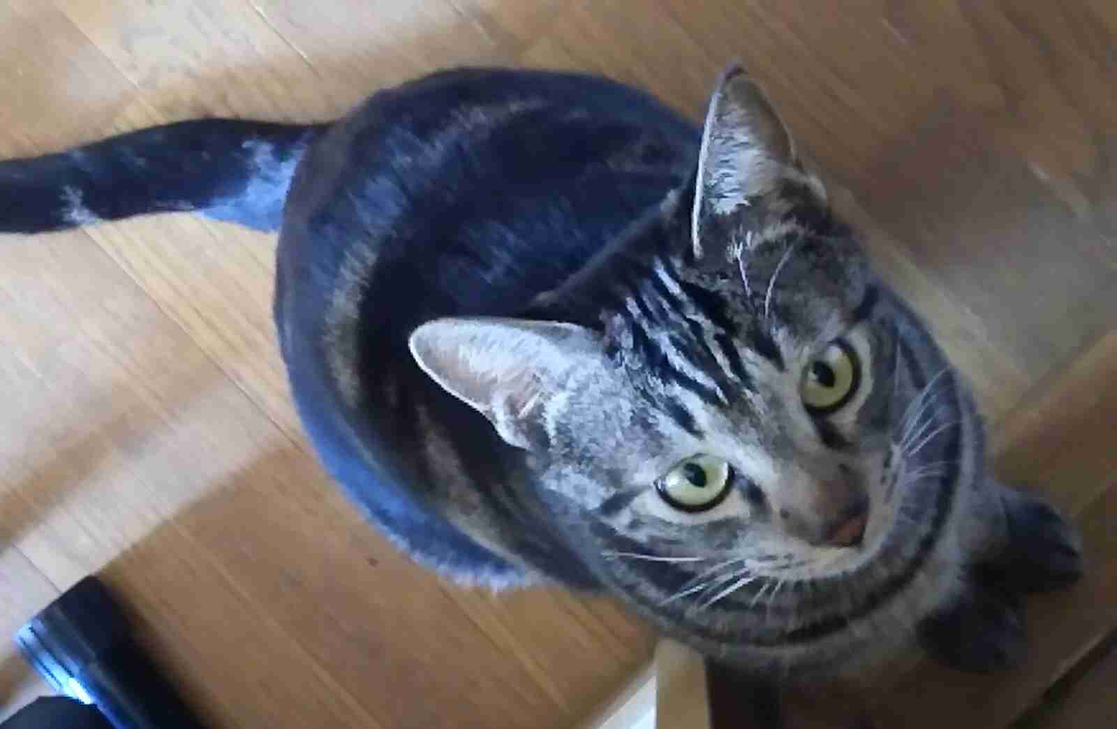 【画像】いろんな毛色の猫が見たい