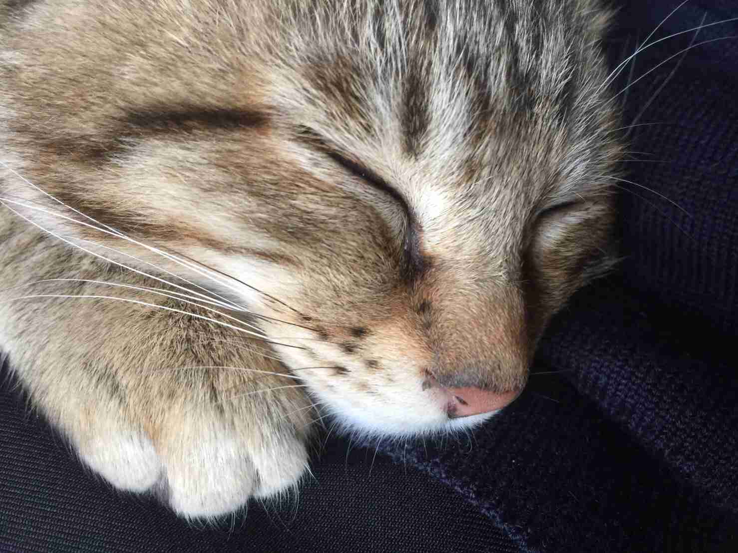 【画像】いろんな毛色の猫が見たい