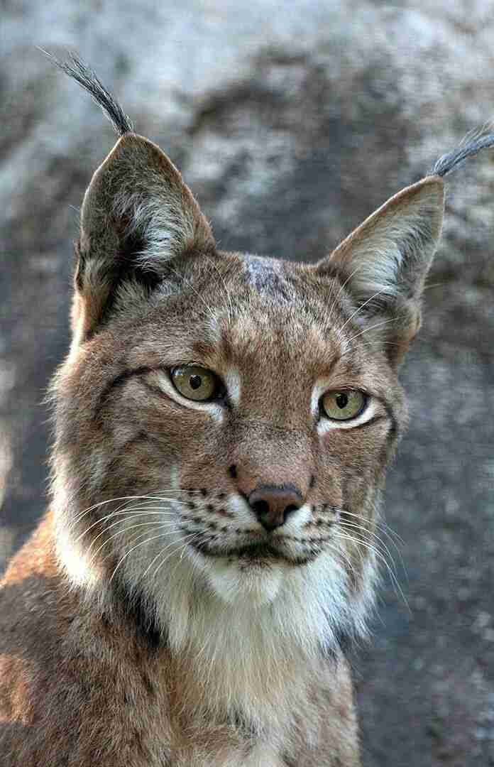 【画像】いろんな毛色の猫が見たい