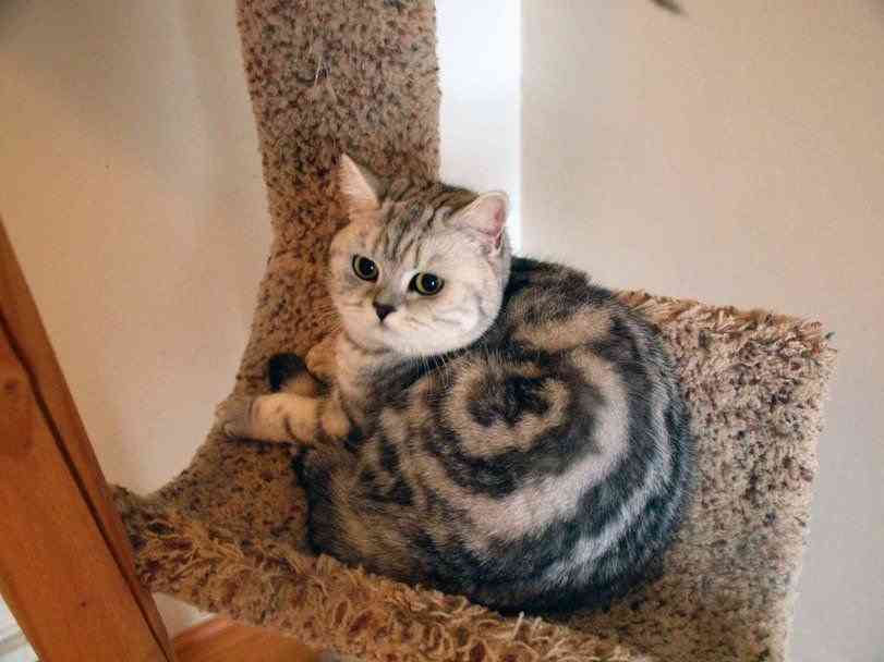 【画像】いろんな毛色の猫が見たい