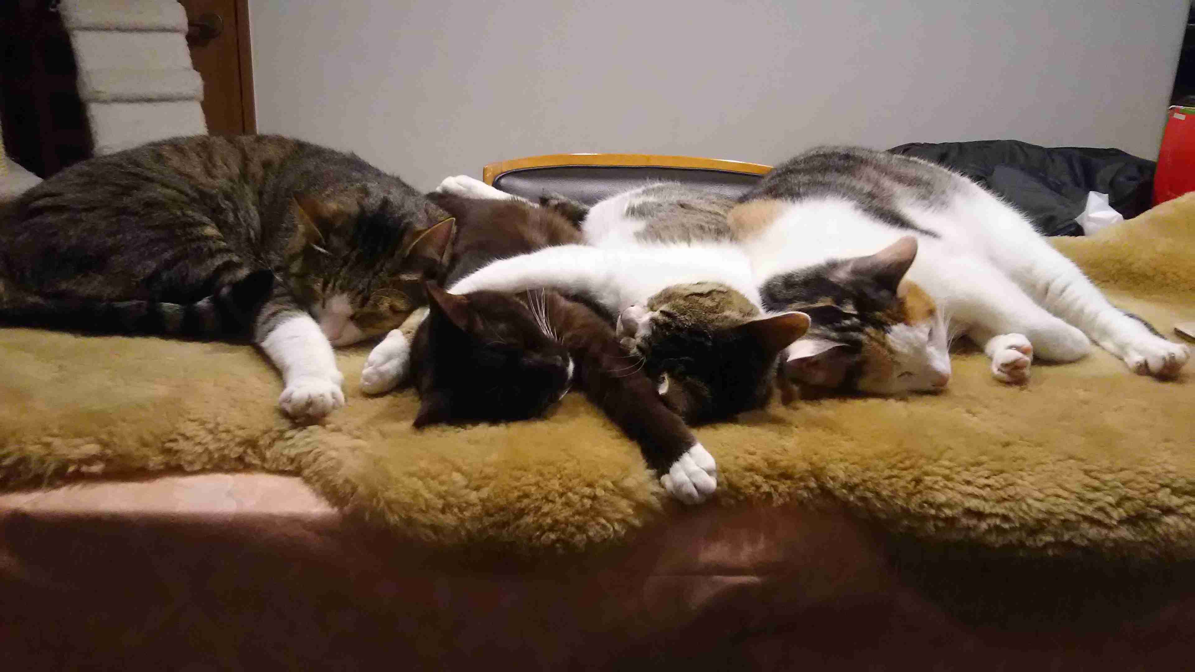 【画像】いろんな毛色の猫が見たい
