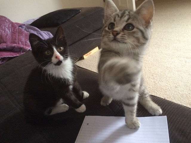 【画像】いろんな毛色の猫が見たい