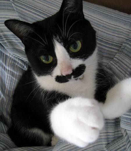 【画像】いろんな毛色の猫が見たい