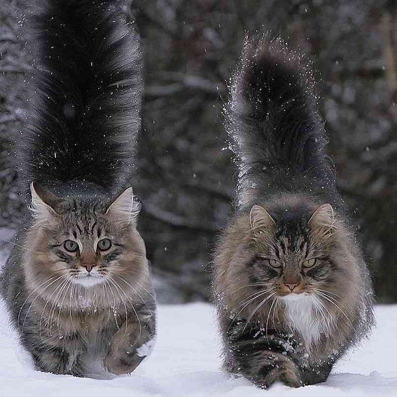 【画像】いろんな毛色の猫が見たい