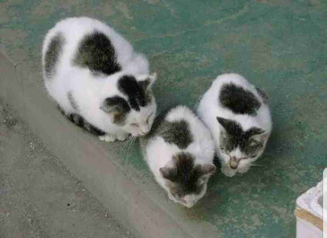 【画像】いろんな毛色の猫が見たい