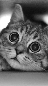 【画像】いろんな毛色の猫が見たい