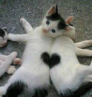 【画像】いろんな毛色の猫が見たい