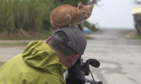 【画像】いろんな毛色の猫が見たい
