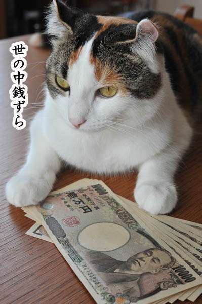 【画像】いろんな毛色の猫が見たい