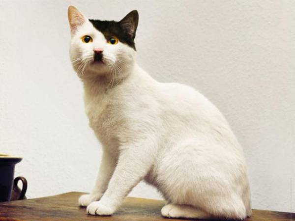 【画像】いろんな毛色の猫が見たい