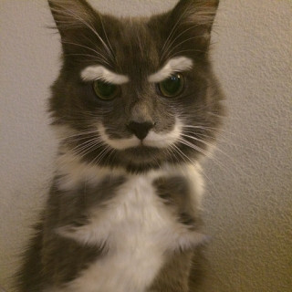 【画像】いろんな毛色の猫が見たい