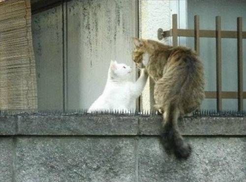 【画像】いろんな毛色の猫が見たい