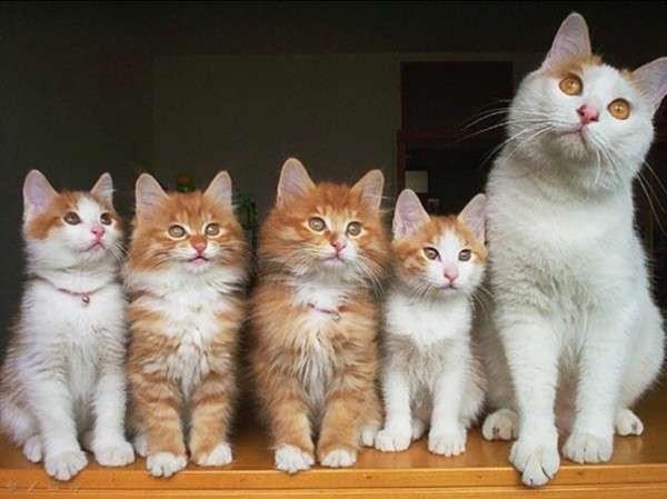 【画像】いろんな毛色の猫が見たい