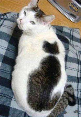 【画像】いろんな毛色の猫が見たい