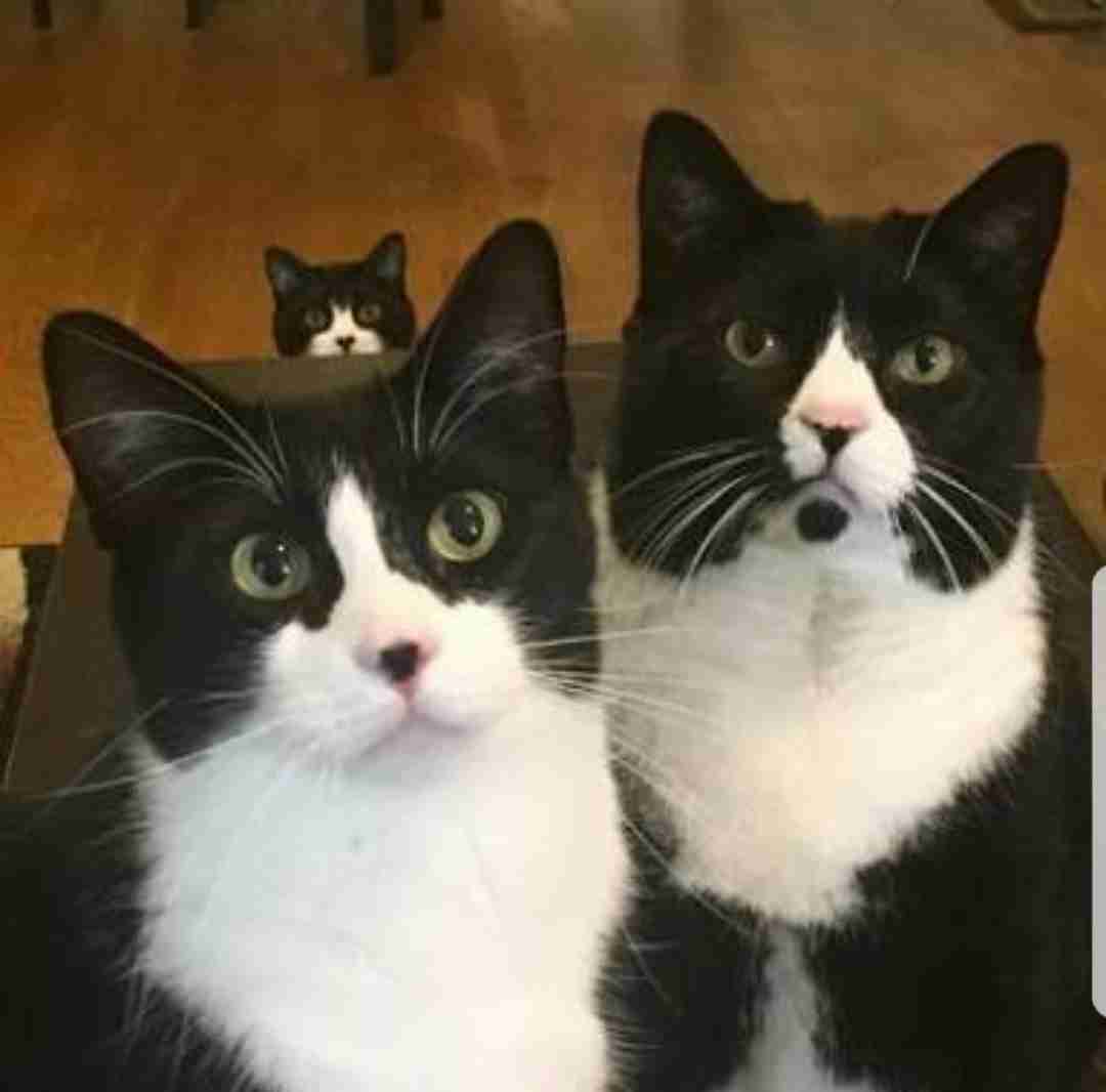 【画像】いろんな毛色の猫が見たい